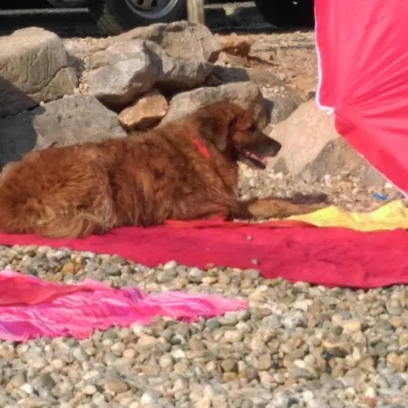 Guest House More 3* غييكا